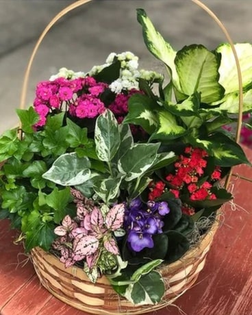Flowering Plant Basket Dish Garden Plant